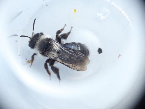 Andrena cineraria